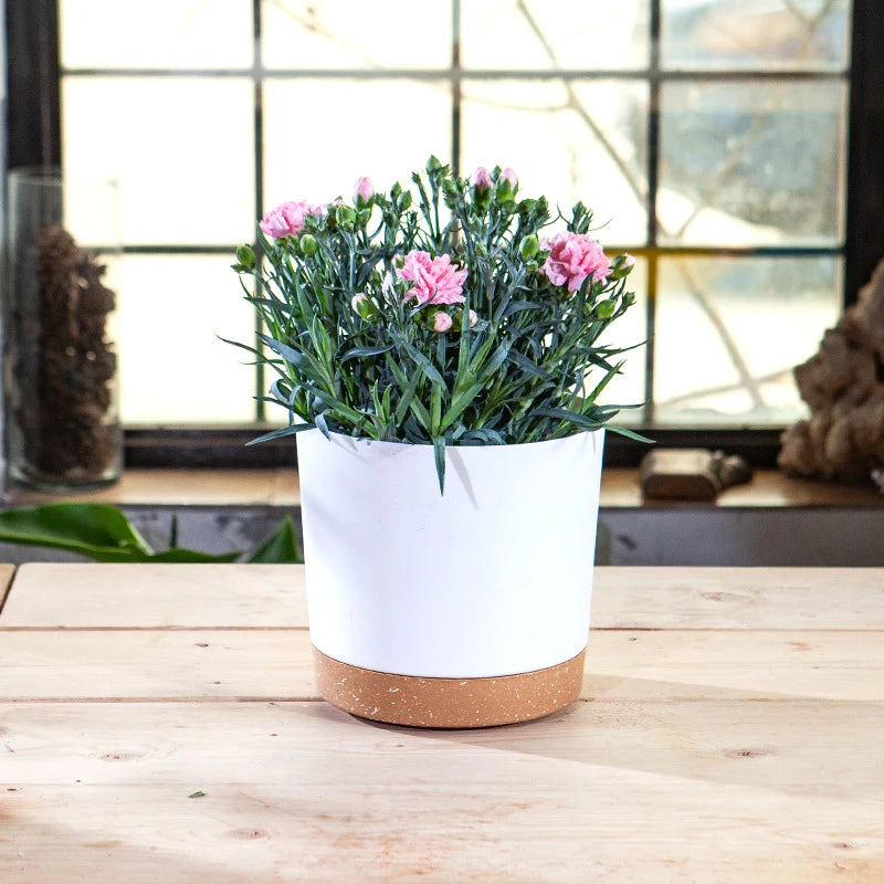 Pot De Fleur | MixedColorsFlowerPot™